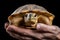 Hands holding pet turtle on pastel background, copy space, Adorable domestic pet concept