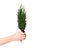 Hands holding plant cypress seedling with soil on white isolated background. Earth Day April 22 concept. Save world