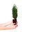 Hands holding plant cypress seedling with soil on white isolated background. Earth Day April 22 concept. Save world