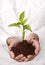 Hands holding plant sprouting from the soil