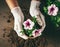 Hands holding potted petunia flower, top view. Spring gardening and planting concept