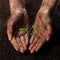 Hands holding and protecting a young green plant