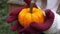 Hands holding Pumpkin ripe for eating