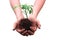 Hands holding seedling