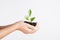 Hands holding seedling on white background