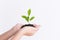 Hands holding seedling on white background