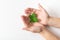 Hands holding a shamrock on white background. A four leaf clover. Good for luck or St. Patrick`s day. Shamrock, symbol of fortune