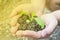 Hands holding a small green plant growing in brown healthy soil