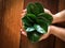 Hands holding a small potted plants in clay pot on wooden table