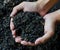 Hands holding soil, Organic fertilizer