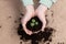 Hands holding soil with succulent plant, National houseplant appreciation day. Earth day, soil day concept