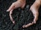 Hands holding soil with young plant