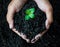 Hands holding soil with young plant