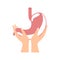 Hands holding stomach, on a white background, healthy body, vector illustration