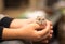 Hands holding with tenderness a cute little grey hamster