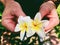 Hands holding two plumeria rubra flowers