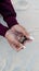 Hands Holding Wild Crap at Beach