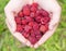 Hands holding wild raspberry