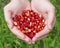 Hands holding wild strawberries