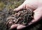 Hands holding worms with soil. A farmer showing group of earthworms in his hands. Production of vermicompost from