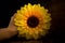 hands holding yellow sunflower. dark. night. wood