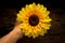 hands holding yellow sunflower. dark. night. wood