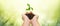 Hands holding young green plant on green nature background.