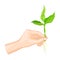 Hands Holding Young Green Shoot or Sprout Vector Illustration