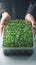 Hands holding young microgreens in container, promoting healthy living