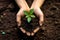 Hands holding young plants on the back soil