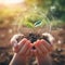 Hands holding young plants on natural background of growth of plant