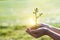 Hands holding young plants sprouting and growing on green nature background, Earth Day, new life growth ecology and business