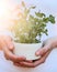 Hands holds fresh microgreens