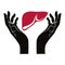 Hands with human liver vector symbol.