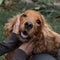 Hands of a human playing with a Cocker Spaniel