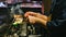 Hands of Japanese Yakitori Chef grilling chicken marinated with ginger, garlic and soy sauce and cucumber with a lot of smoke