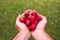 Hands keeping some red strawberries