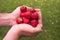 Hands keeping some red strawberries