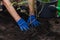 Hands level ground around mature rose bush