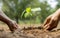 The hands of a little boy are helping adults grow small trees in the garden.