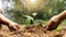 he hands of a little boy are helping adults grow small trees in the garden.