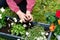 Hands of a little girl filling a tray of flowers with earth, spring transplanting flowers, caring for plants