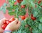 Hands of little girl with lots of ripe red tomatoes just picked