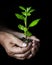 hands with a little tree