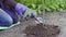 Hands loosen the ground with garden tools