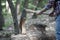 Hands of Lumberjack with Axe cut a Tree, forest