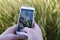 Hands make a shot of a spikelet of wheat Triticum, on a smartphone camera, on a blurred field background.