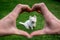 Hands making heart shape around cute west highland terrier westie dog: owner POV point of view
