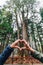 Hands Making Heart Shape in front of thousand year cypress in Alishan National Forest Recreation Area in winter in Chiayi County