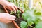 hands male gardener cultivate geranium plant in balcony box